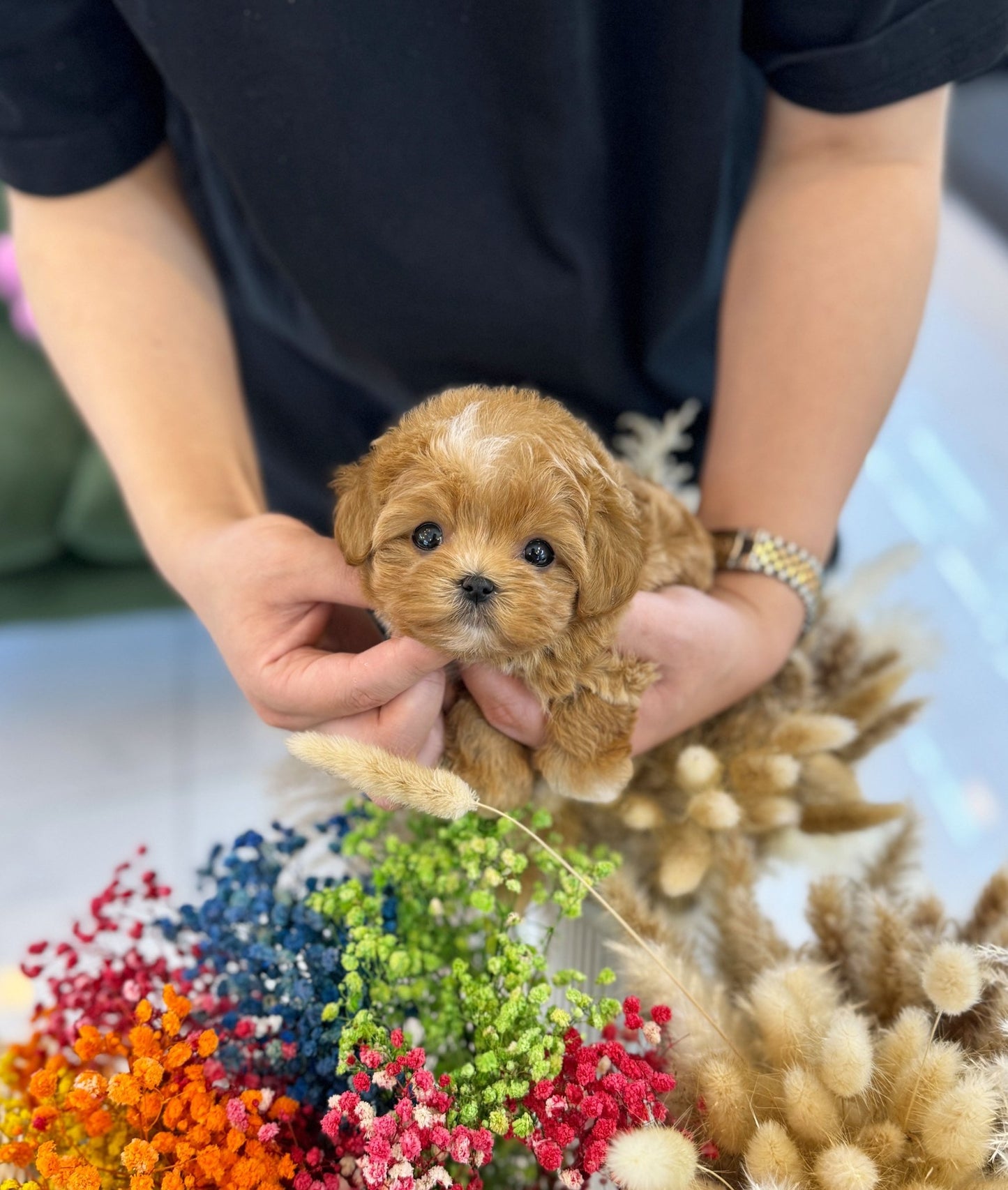 Maltipoo - Coffee(Female) - Beautiful puppy teacup puppy with adorable features available for adoption from Velydog