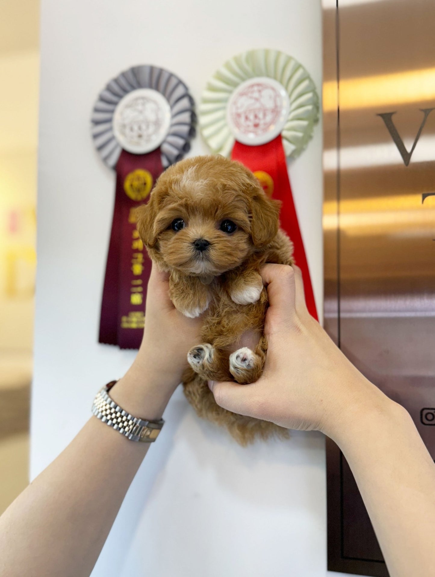 Maltipoo - Coffee(Female) - Beautiful puppy teacup puppy with adorable features available for adoption from Velydog