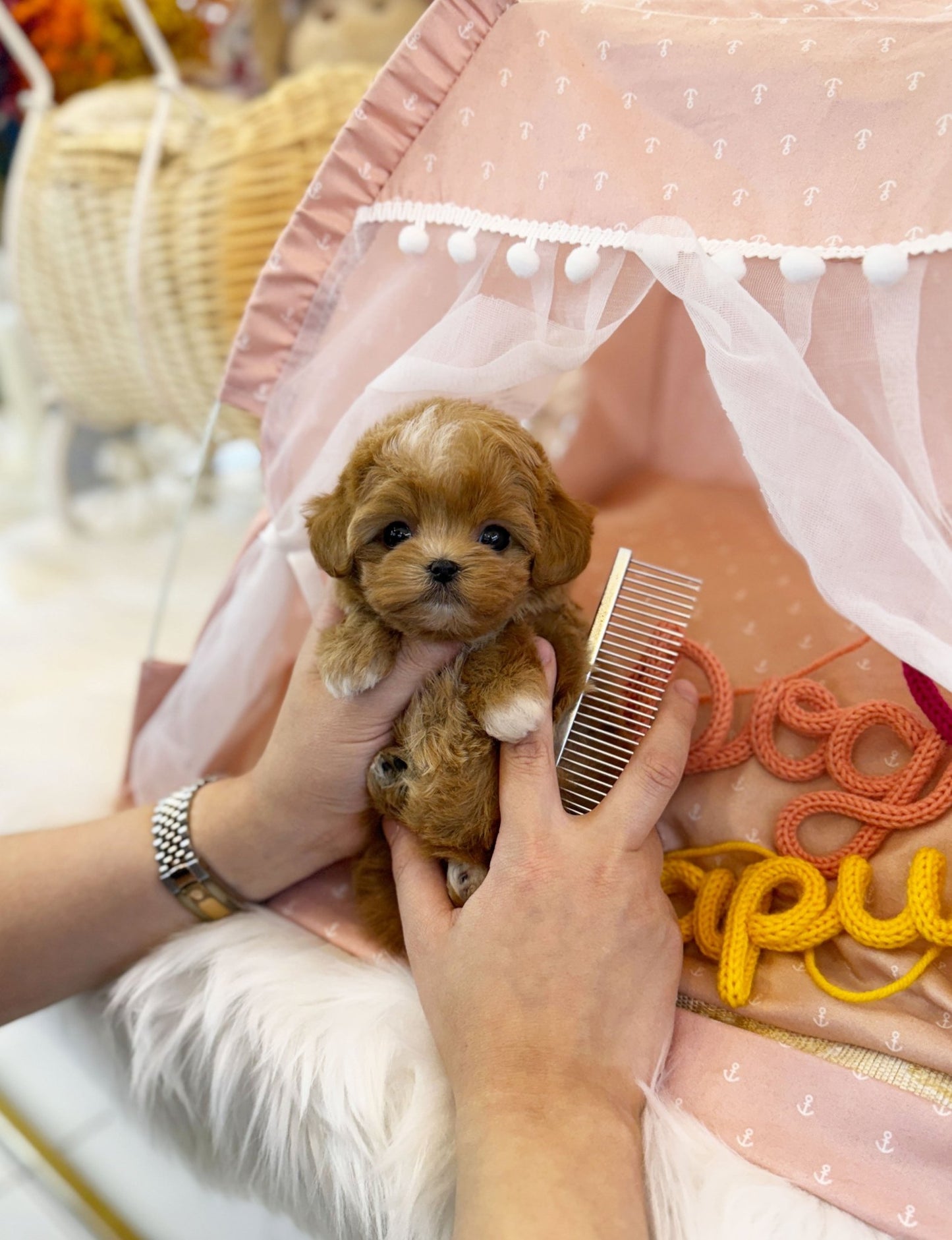 Maltipoo - Coffee(Female) - Beautiful puppy teacup puppy with adorable features available for adoption from Velydog