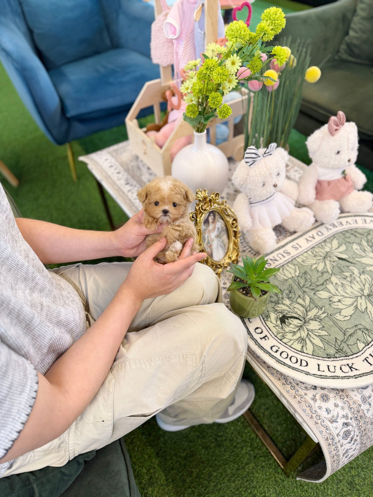 Maltipoo - Cookie(Female) - Beautiful puppy teacup puppy with adorable features available for adoption from Velydog