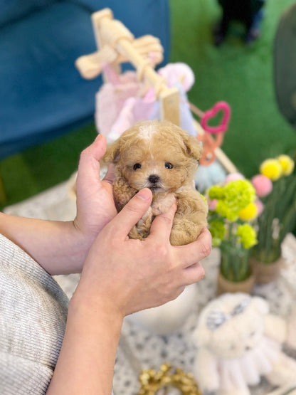 Maltipoo - Cookie(Female) - Beautiful puppy teacup puppy with adorable features available for adoption from Velydog