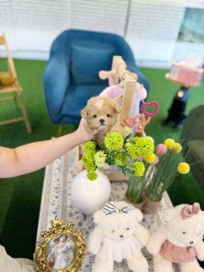 Maltipoo - Cookie(Female) - Beautiful puppy teacup puppy with adorable features available for adoption from Velydog