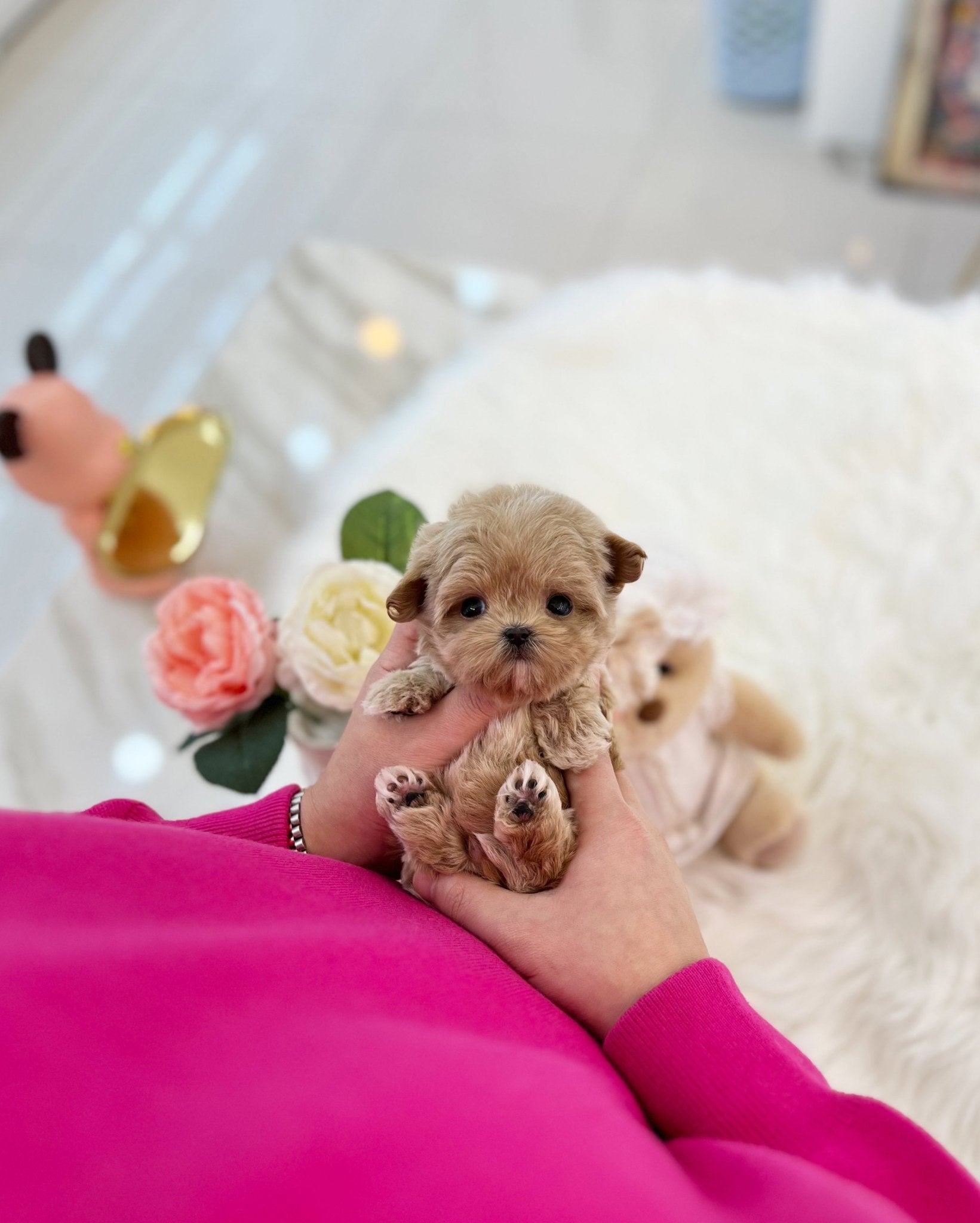 Maltipoo - Cooper(Male) - Beautiful puppy teacup puppy with adorable features available for adoption from Velydog