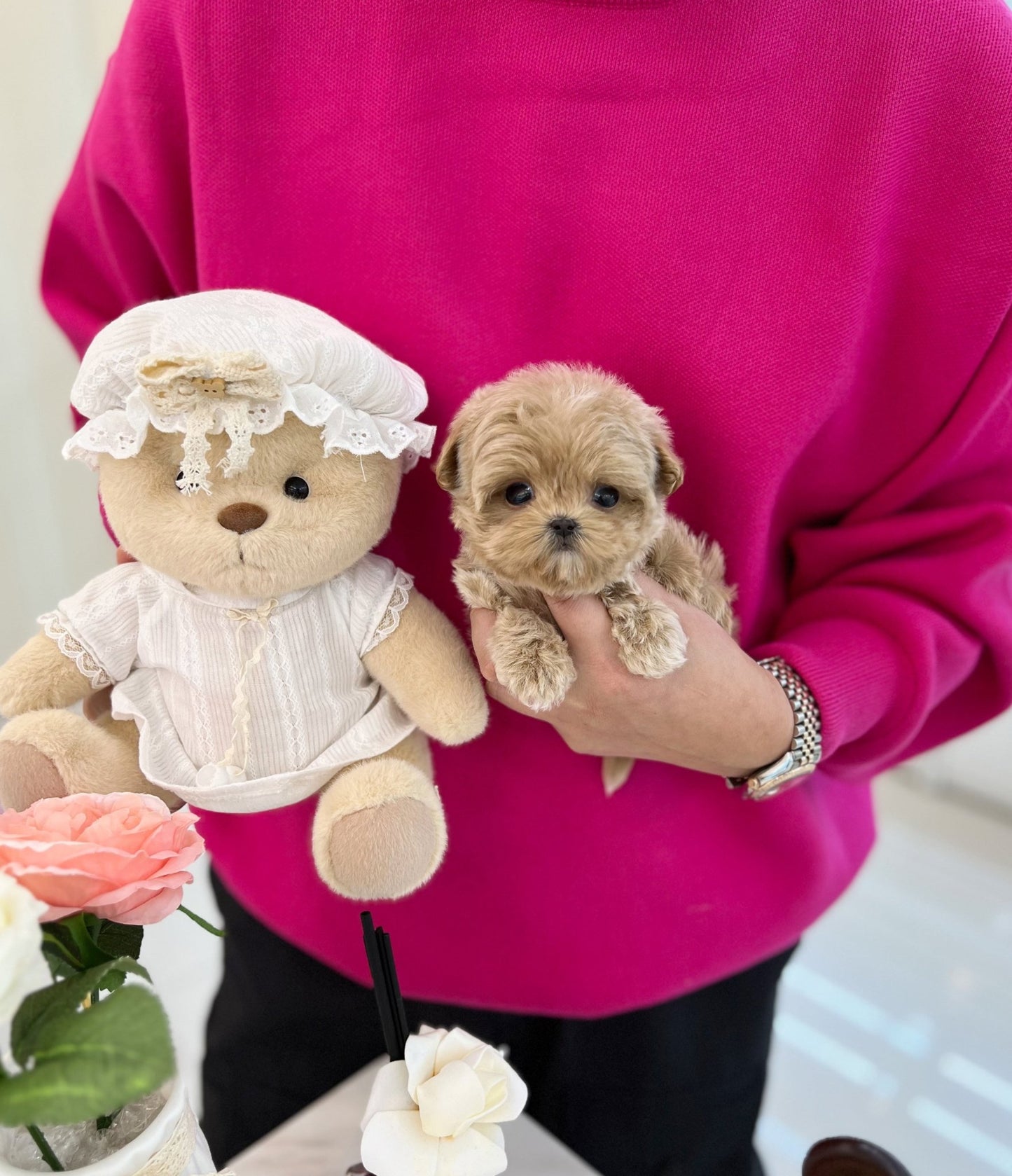 Maltipoo - Cooper(Male) - Beautiful puppy teacup puppy with adorable features available for adoption from Velydog