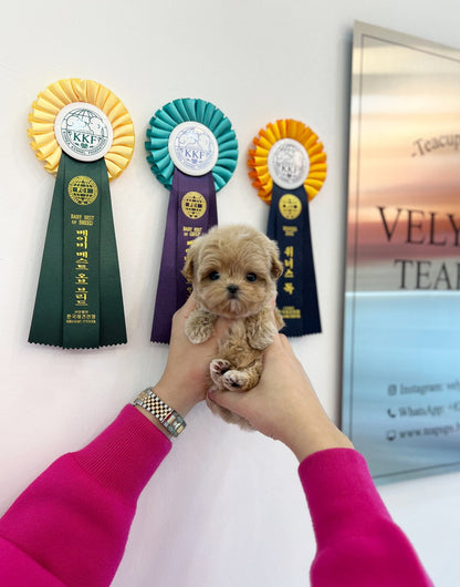 Maltipoo - Cooper(Male) - Beautiful puppy teacup puppy with adorable features available for adoption from Velydog