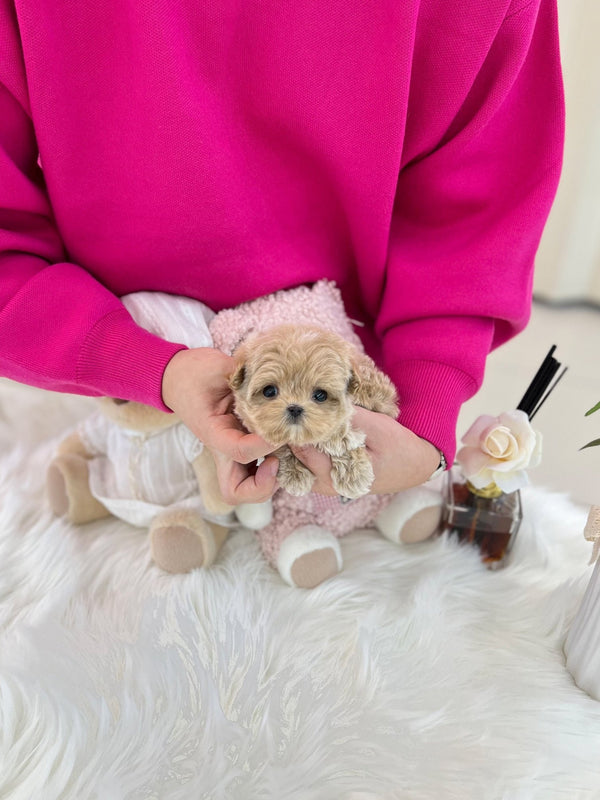 Maltipoo - Cooper(Male) - Beautiful puppy teacup puppy with adorable features available for adoption from Velydog