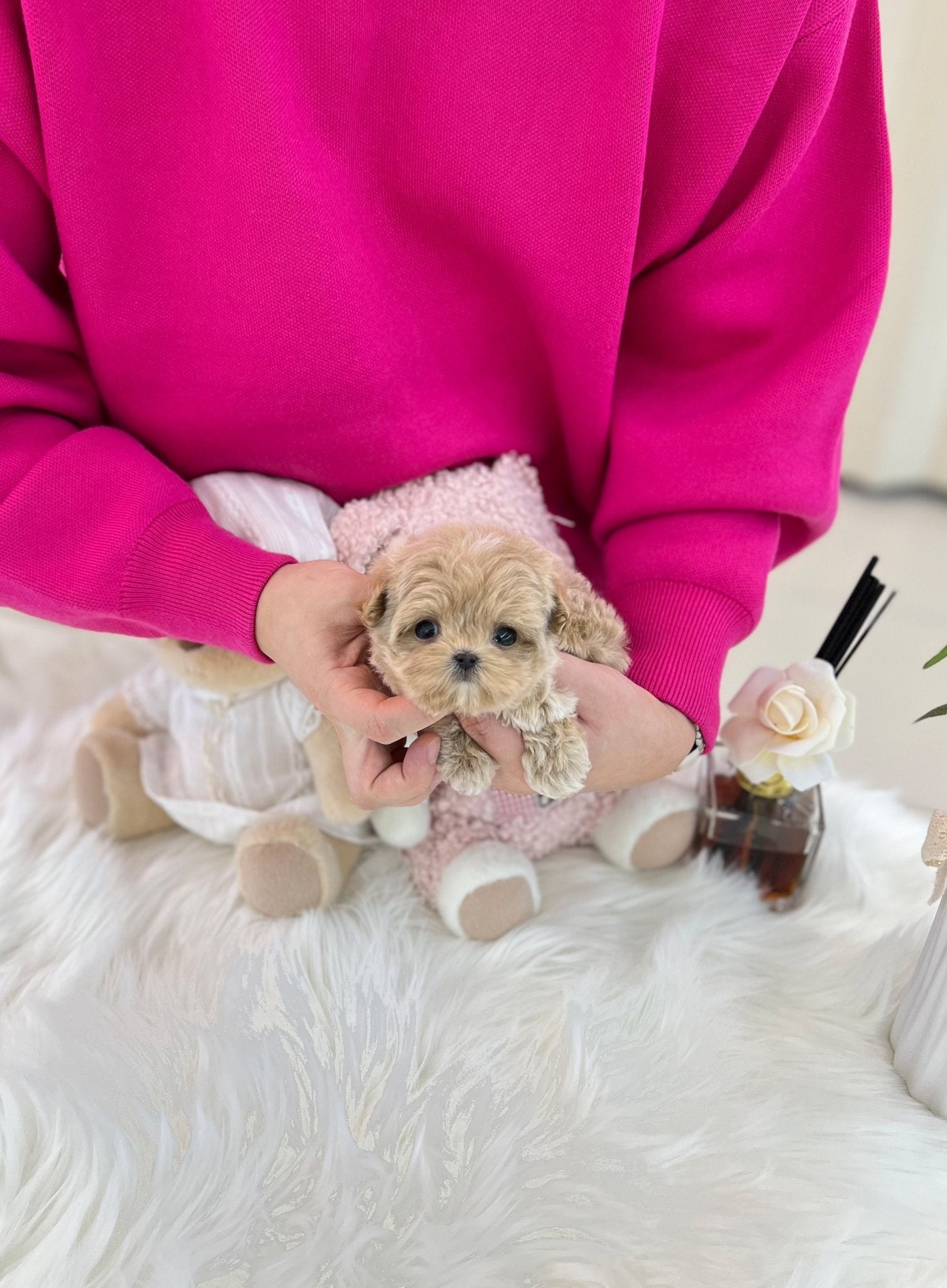 Maltipoo - Cooper(Male) - Beautiful puppy teacup puppy with adorable features available for adoption from Velydog