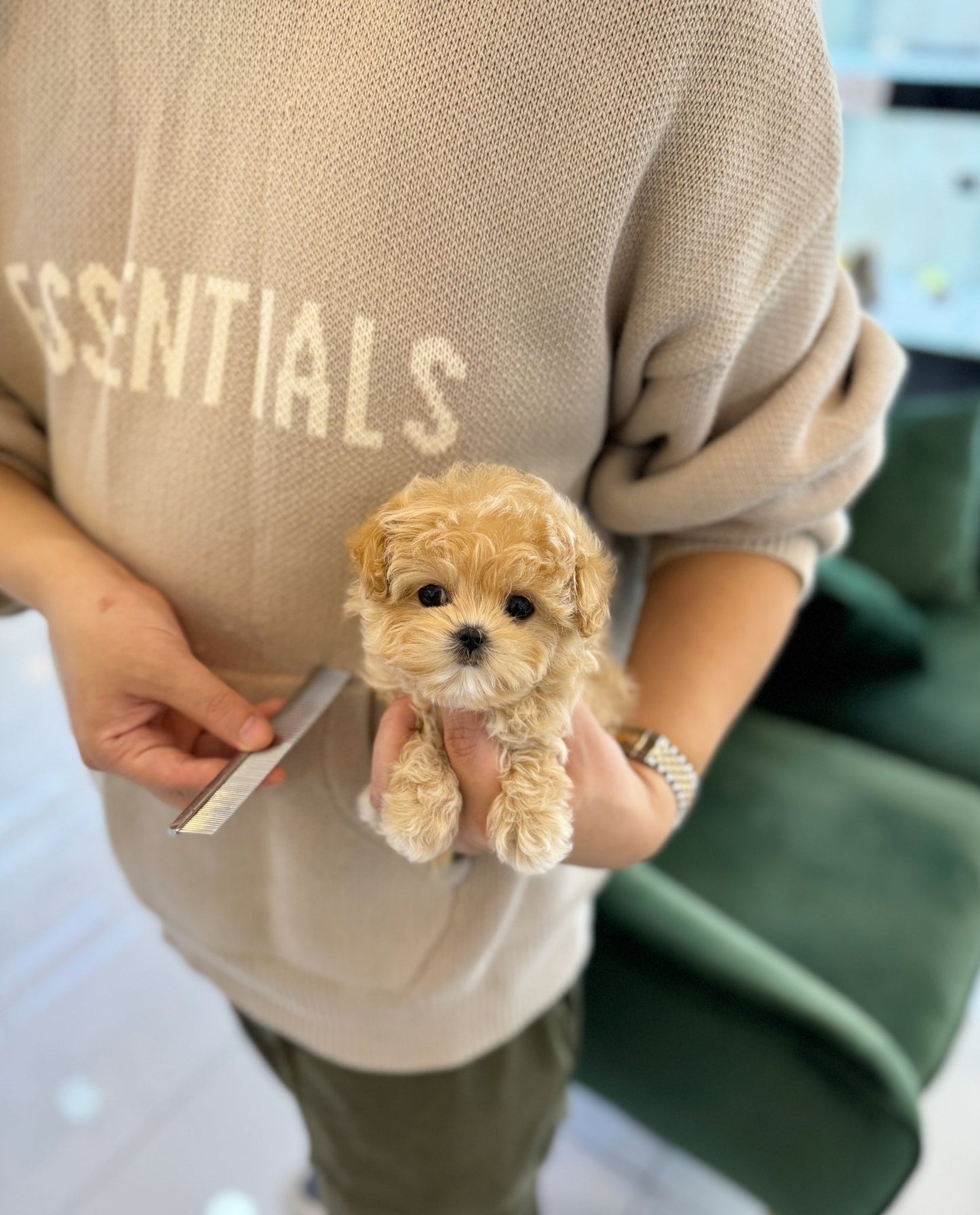 Maltipoo - Cornchip(Female) - Beautiful puppy teacup puppy with adorable features available for adoption from Velydog