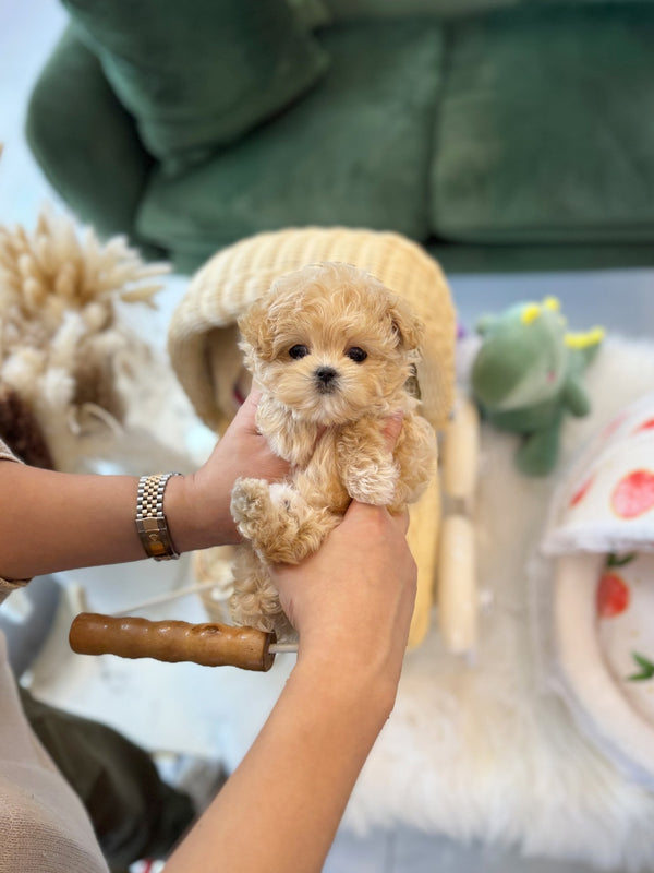 Maltipoo - Cornchip(Female) - Beautiful puppy teacup puppy with adorable features available for adoption from Velydog