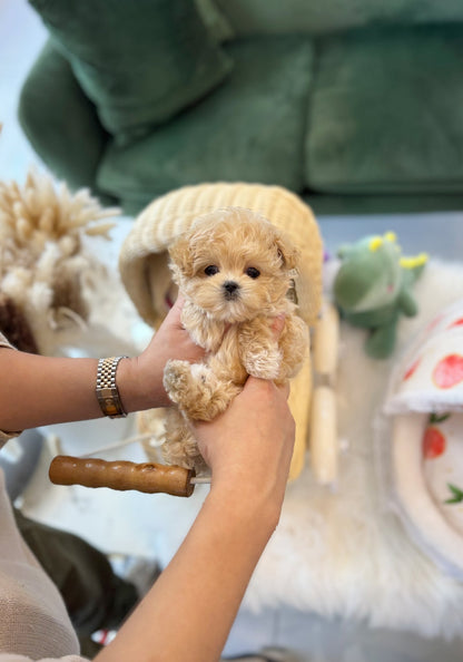 Maltipoo - Cornchip(Female) - Beautiful puppy teacup puppy with adorable features available for adoption from Velydog