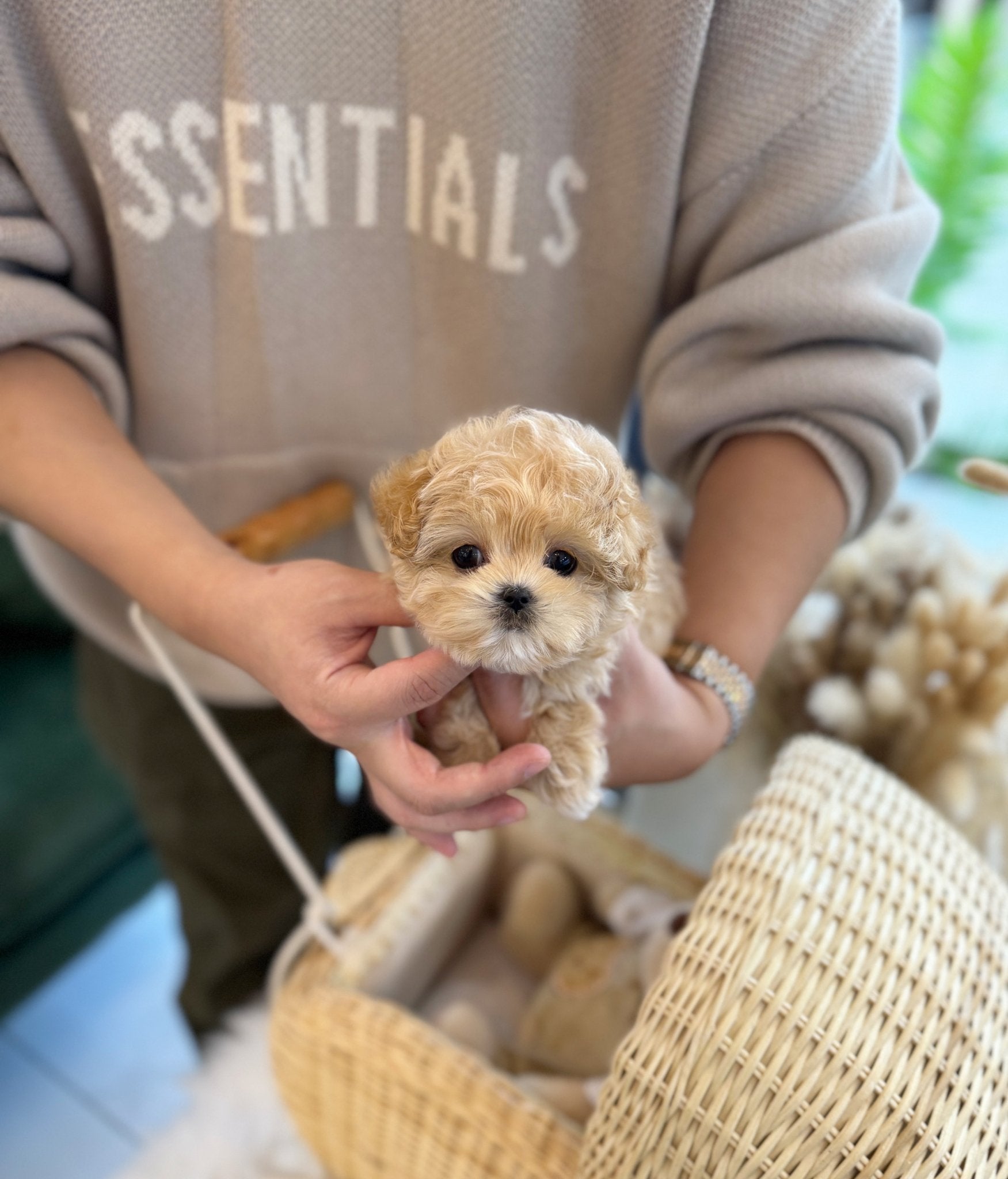 Maltipoo - Cornchip(Female) - Beautiful puppy teacup puppy with adorable features available for adoption from Velydog