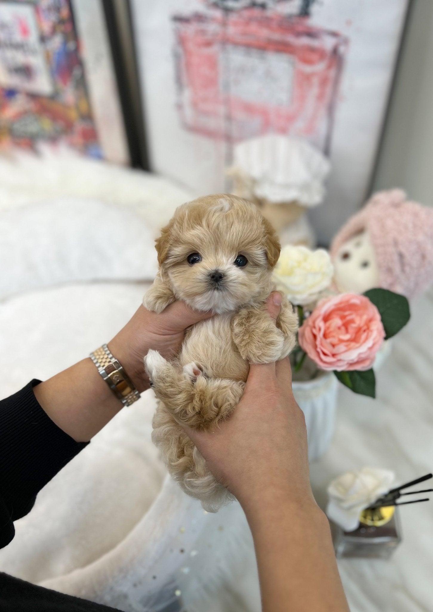 Maltipoo - Cream(Male) - Beautiful puppy teacup puppy with adorable features available for adoption from Velydog