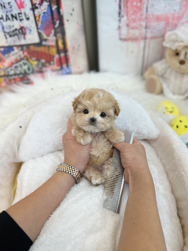 Maltipoo - Cream(Male) - Beautiful puppy teacup puppy with adorable features available for adoption from Velydog