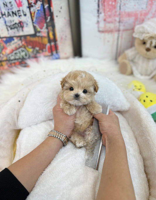 Maltipoo - Cream(Male) - Beautiful puppy teacup puppy with adorable features available for adoption from Velydog