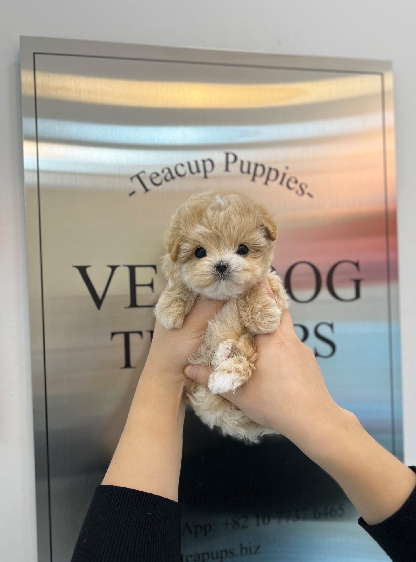 Maltipoo - Cream(Male) - Beautiful puppy teacup puppy with adorable features available for adoption from Velydog