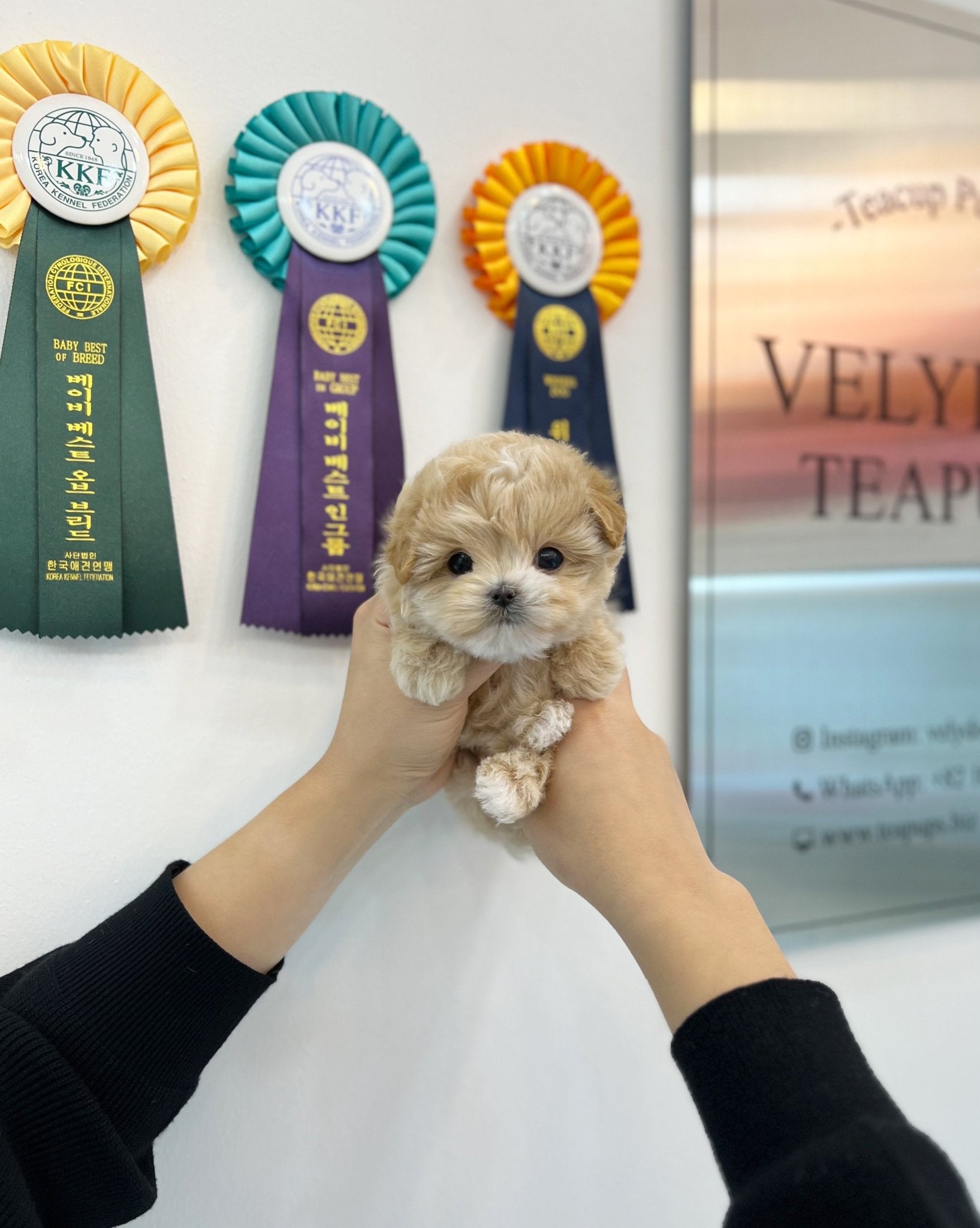 Maltipoo - Cream(Male) - Beautiful puppy teacup puppy with adorable features available for adoption from Velydog