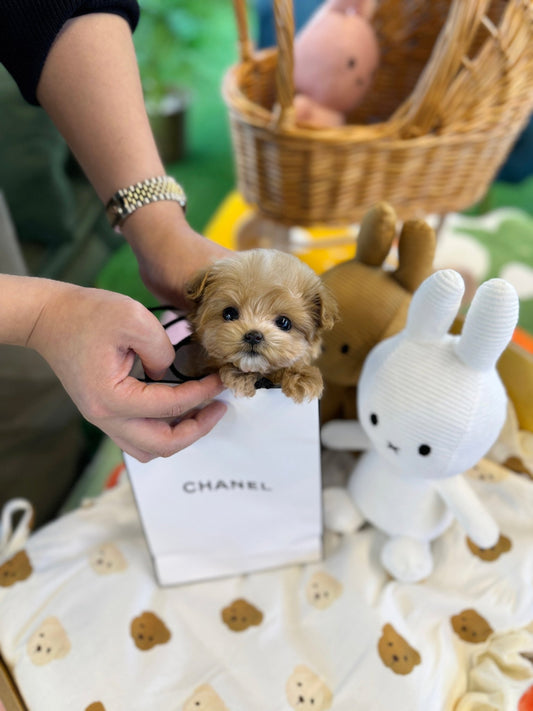 Maltipoo - Crong(Male) - Beautiful puppy teacup puppy with adorable features available for adoption from Velydog