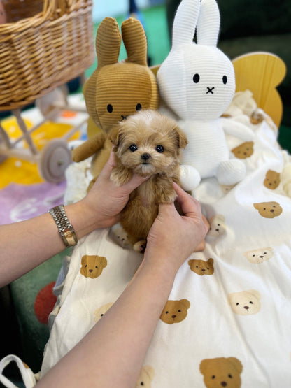 Maltipoo - Crong(Male) - Beautiful puppy teacup puppy with adorable features available for adoption from Velydog