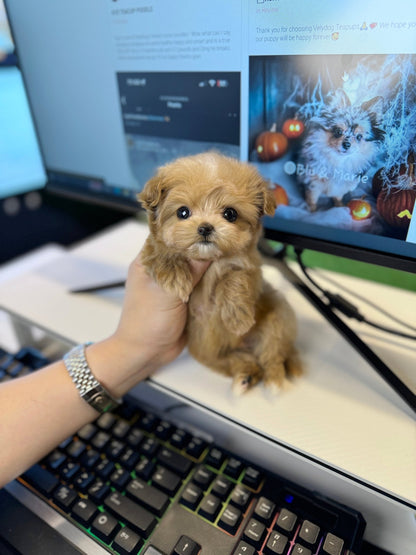 Maltipoo - Crong(Male) - Beautiful puppy teacup puppy with adorable features available for adoption from Velydog