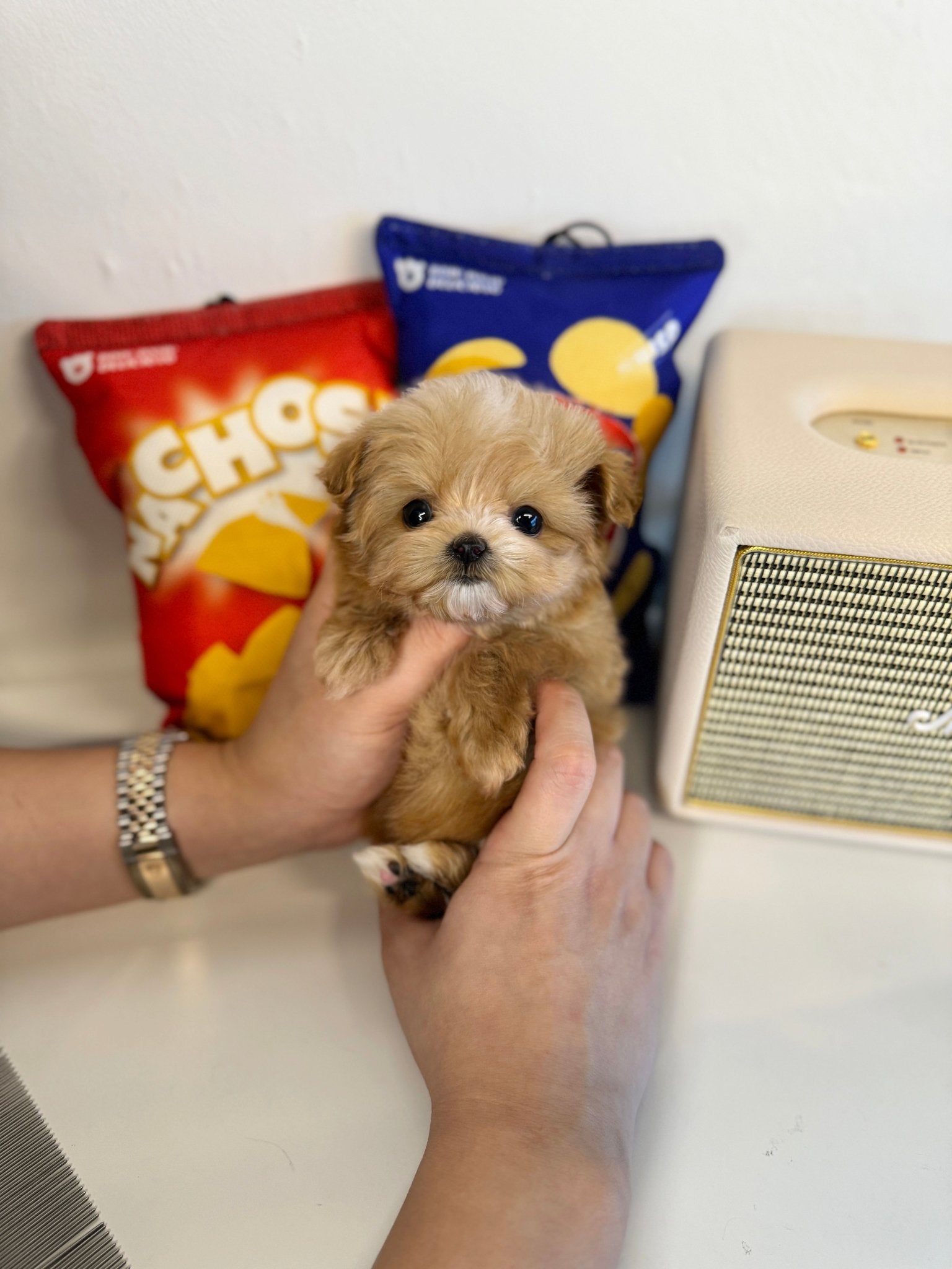 Maltipoo - Crong(Male) - Beautiful puppy teacup puppy with adorable features available for adoption from Velydog