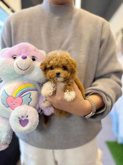 Maltipoo - Curry(Female) - Beautiful puppy teacup puppy with adorable features available for adoption from Velydog