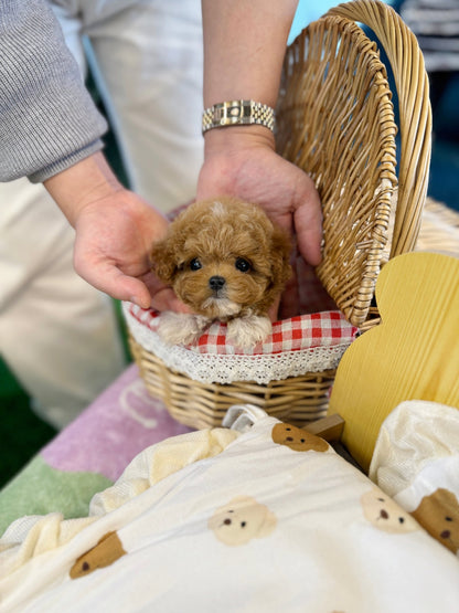 Maltipoo - Curry(Female) - Beautiful puppy teacup puppy with adorable features available for adoption from Velydog