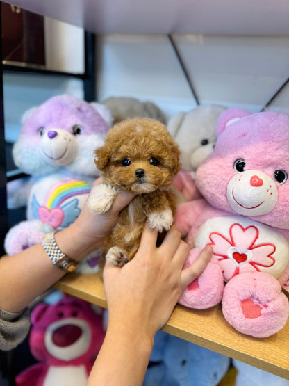 Maltipoo - Curry(Female) - Beautiful puppy teacup puppy with adorable features available for adoption from Velydog