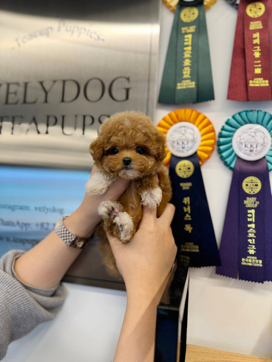 Maltipoo - Curry(Female) - Beautiful puppy teacup puppy with adorable features available for adoption from Velydog