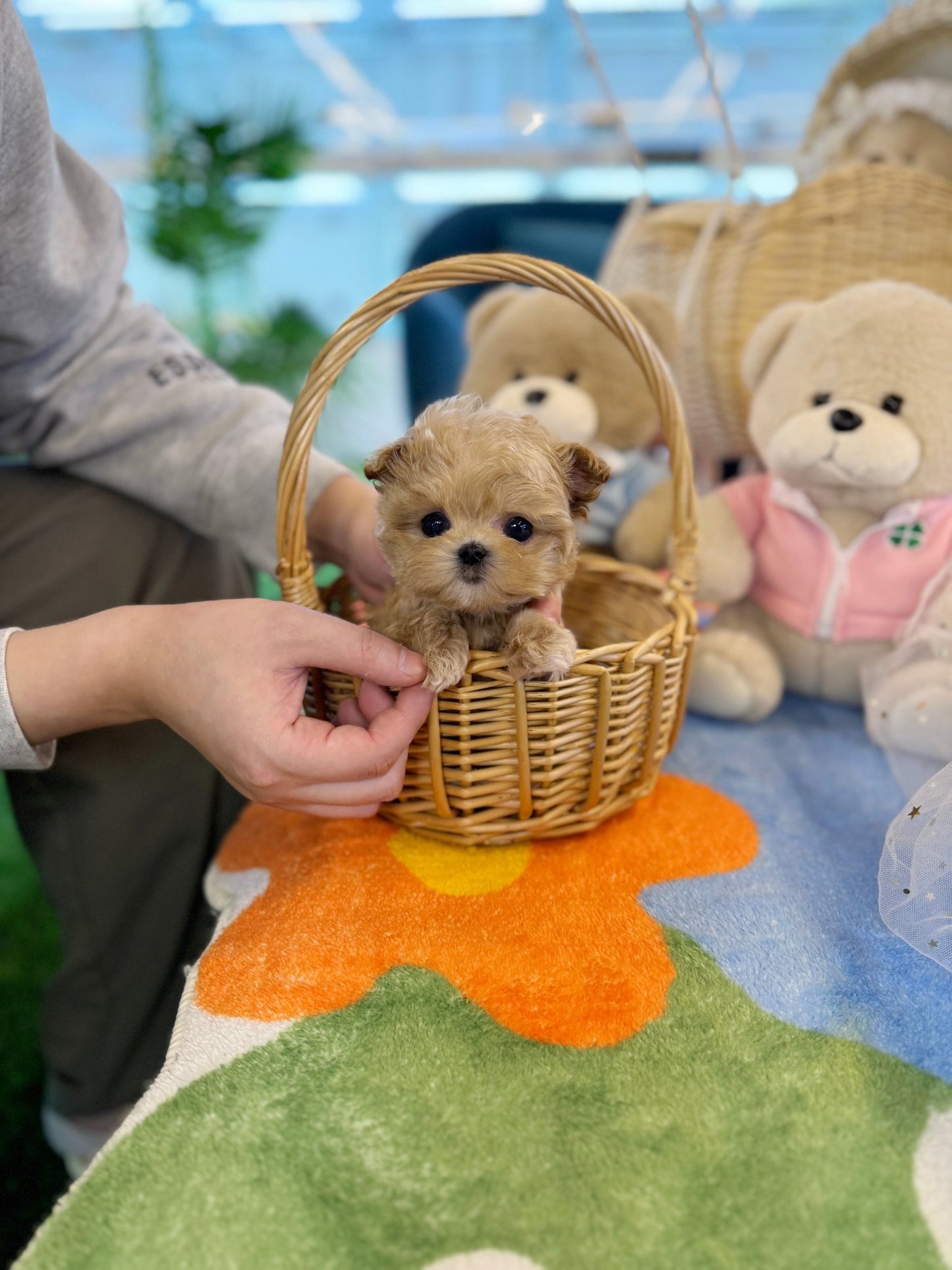 Maltipoo - Dabin(Male) - Beautiful puppy teacup puppy with adorable features available for adoption from Velydog