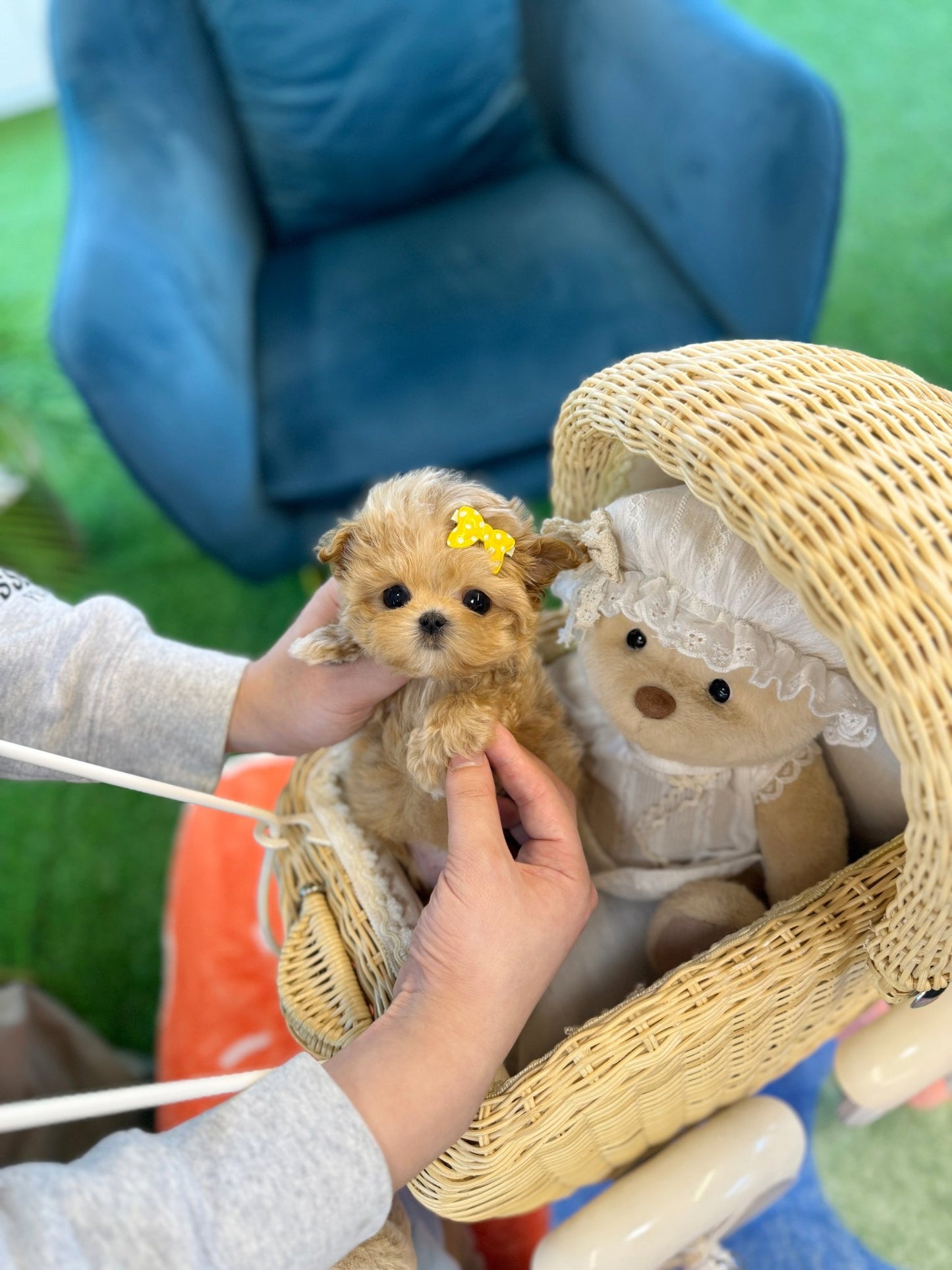 Maltipoo - Dabin(Male) - Beautiful puppy teacup puppy with adorable features available for adoption from Velydog