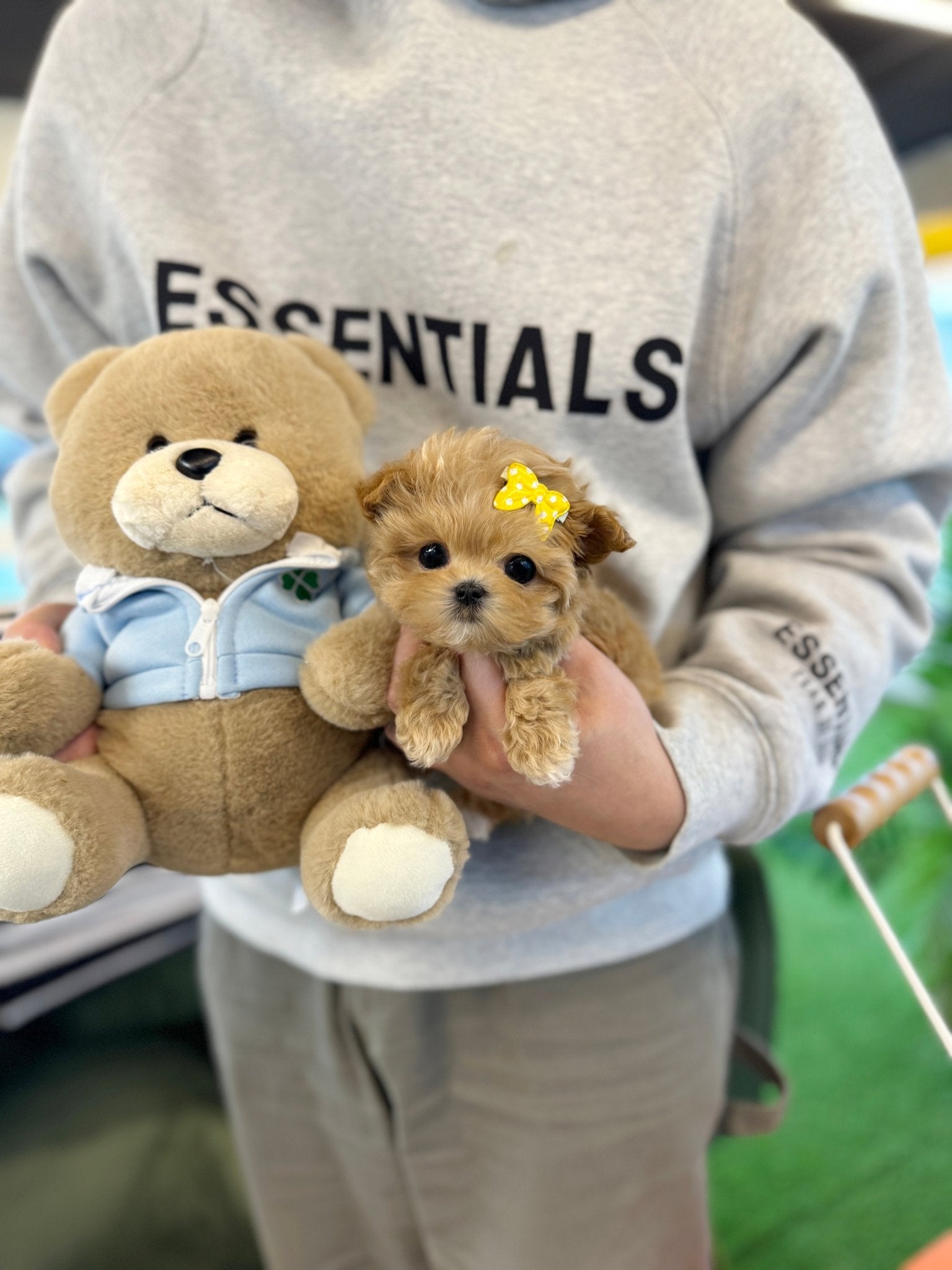 Maltipoo - Dabin(Male) - Beautiful puppy teacup puppy with adorable features available for adoption from Velydog