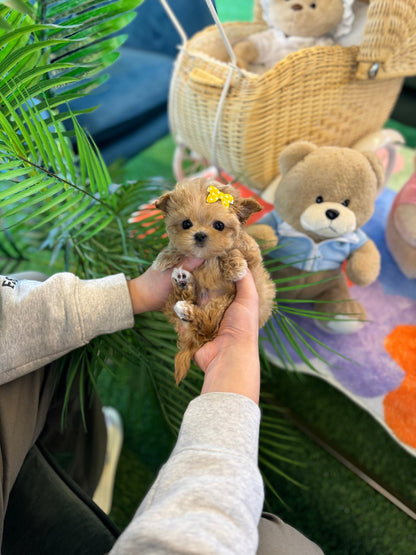 Maltipoo - Dabin(Male) - Beautiful puppy teacup puppy with adorable features available for adoption from Velydog