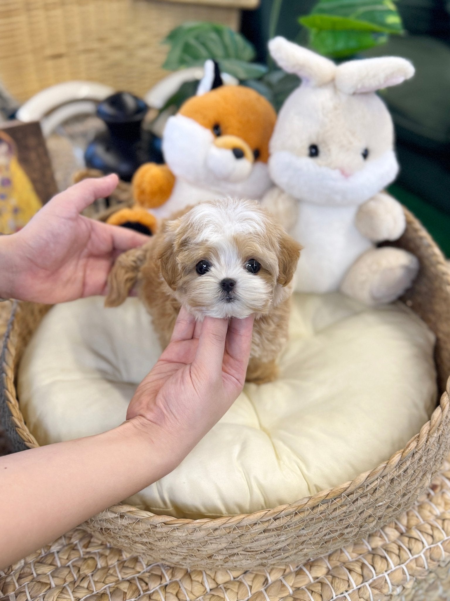 Maltipoo - Dada(Female) - Beautiful puppy teacup puppy with adorable features available for adoption from Velydog