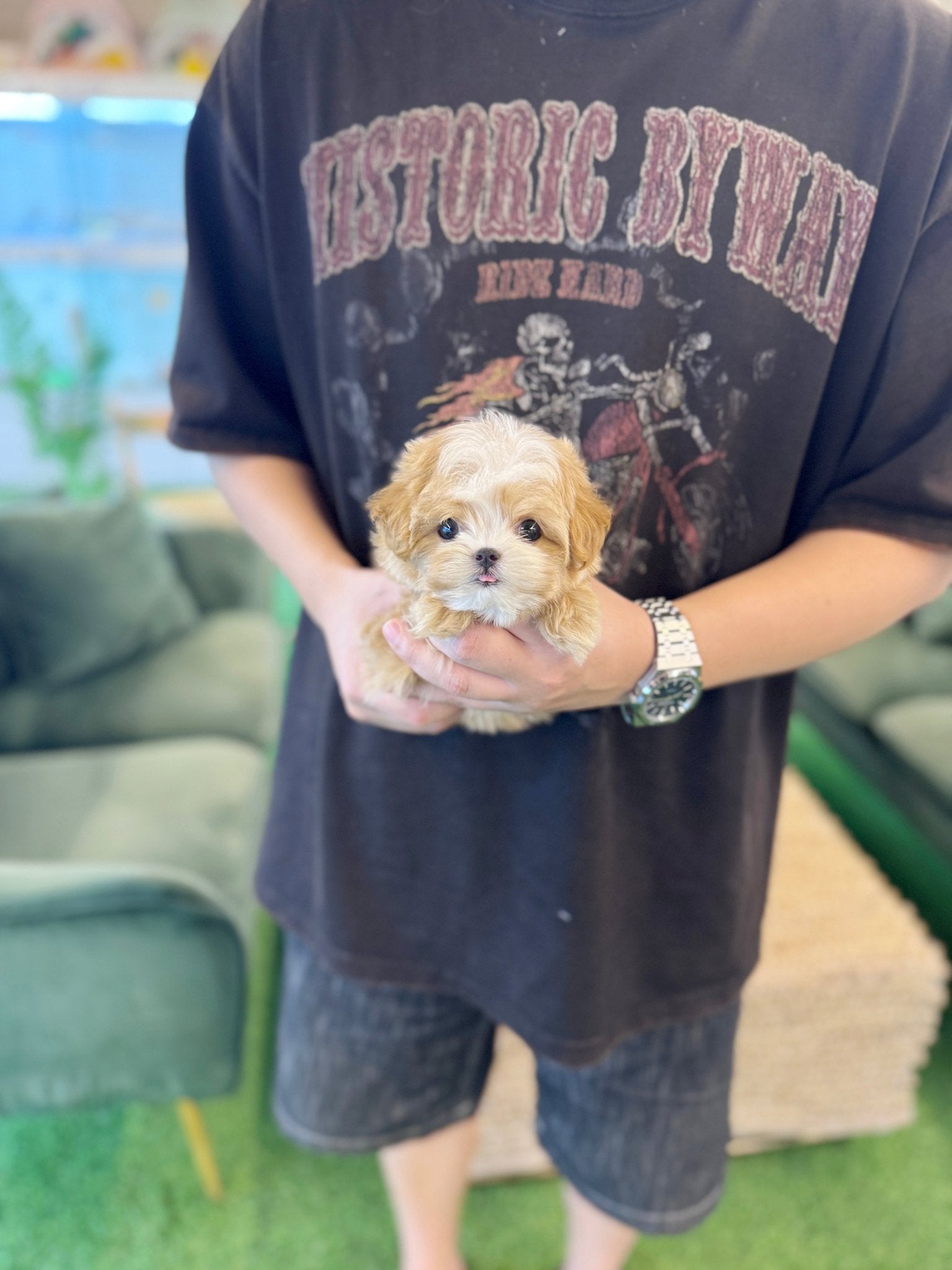 Maltipoo - Dada(Female) - Beautiful puppy teacup puppy with adorable features available for adoption from Velydog