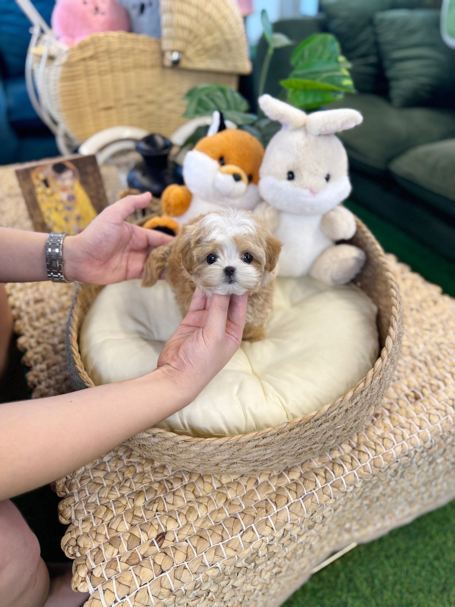Maltipoo - Dada(Female) - Beautiful puppy teacup puppy with adorable features available for adoption from Velydog