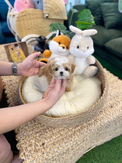 Maltipoo - Dada(Female) - Beautiful puppy teacup puppy with adorable features available for adoption from Velydog