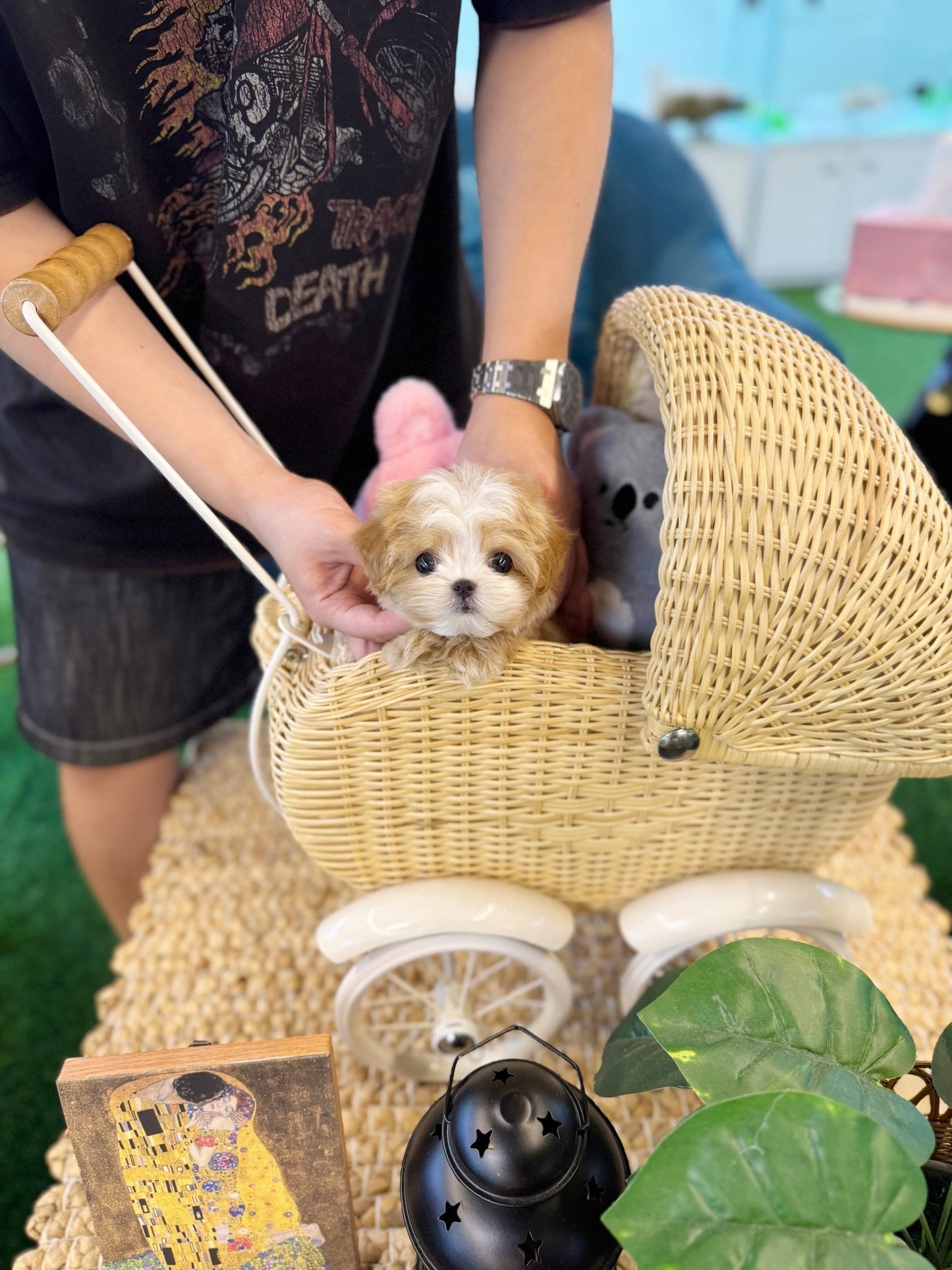 Maltipoo - Dada(Female) - Beautiful puppy teacup puppy with adorable features available for adoption from Velydog