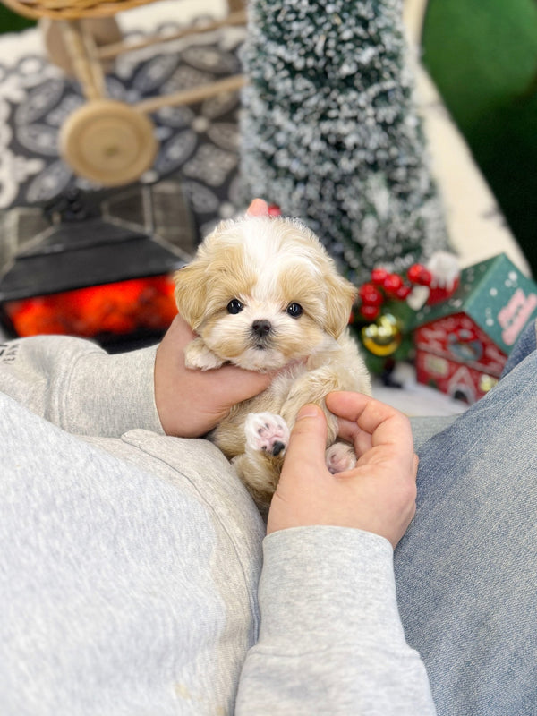 Maltipoo - Dambee(Female) - Beautiful puppy teacup puppy with adorable features available for adoption from Velydog