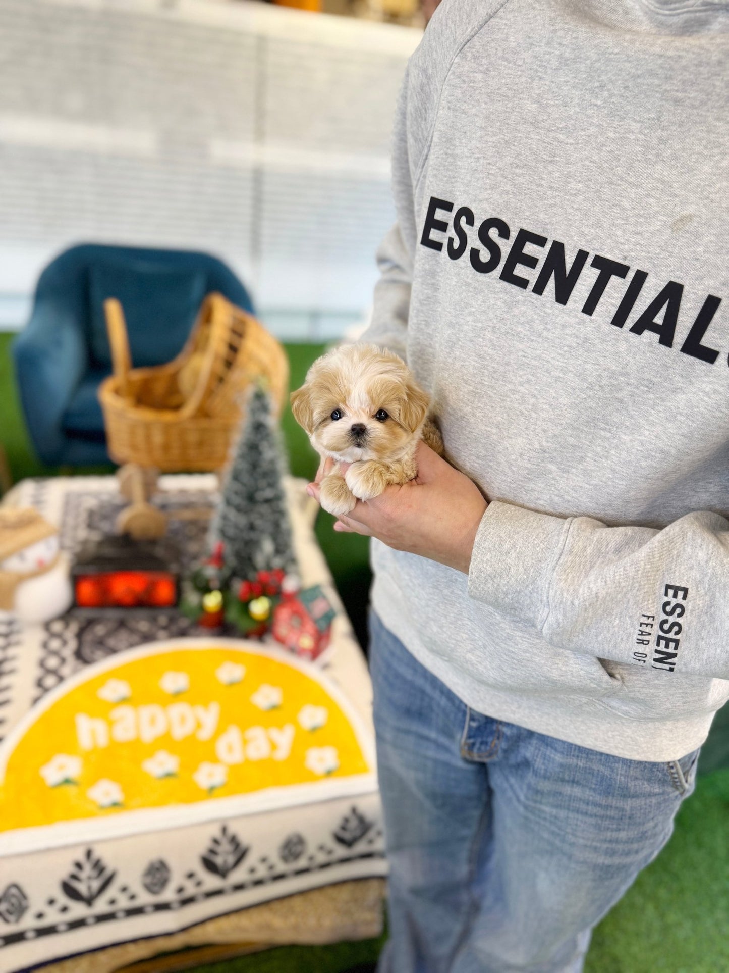 Maltipoo - Dambee(Female) - Beautiful puppy teacup puppy with adorable features available for adoption from Velydog