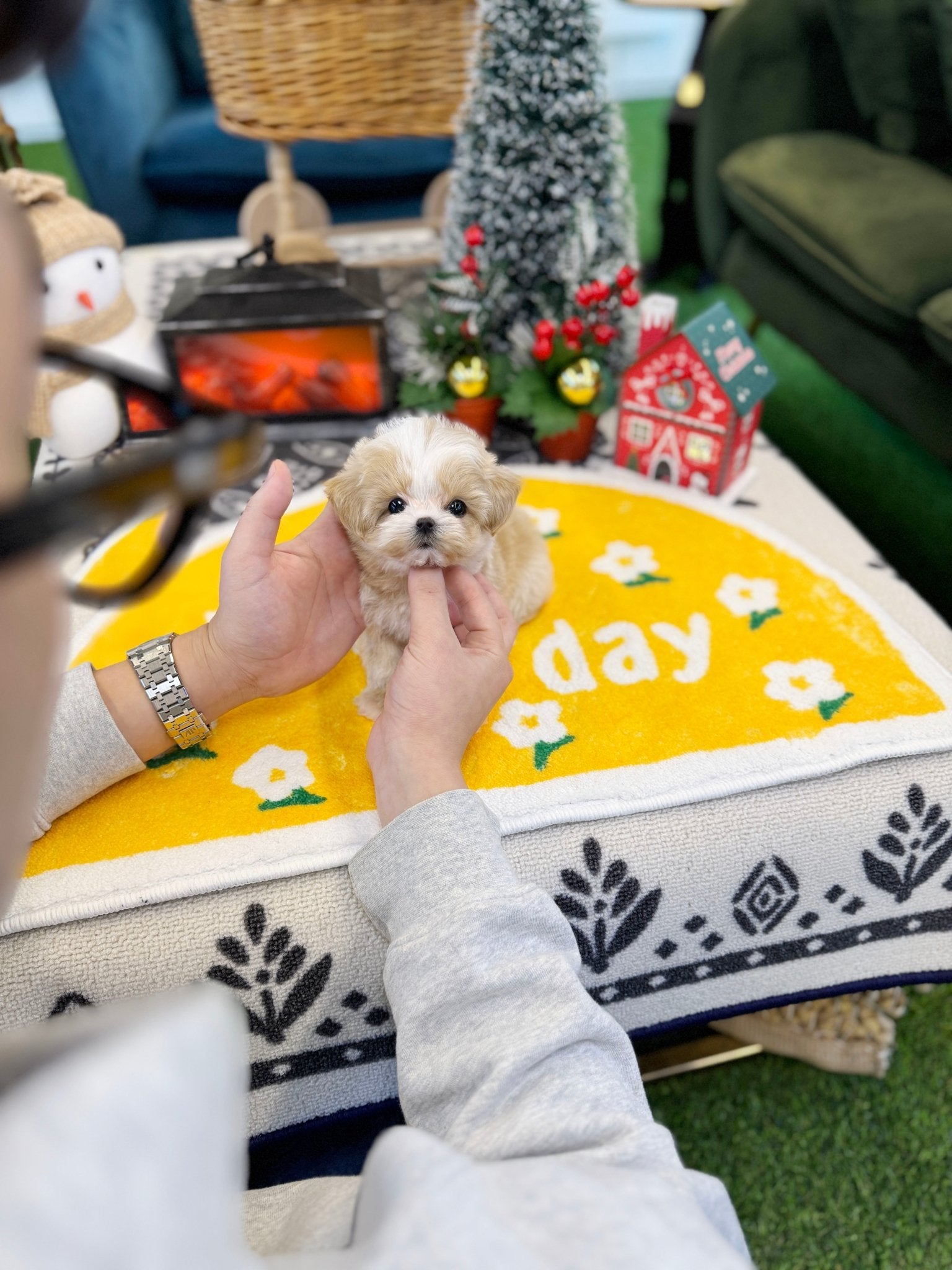 Maltipoo - Dambee(Female) - Beautiful puppy teacup puppy with adorable features available for adoption from Velydog