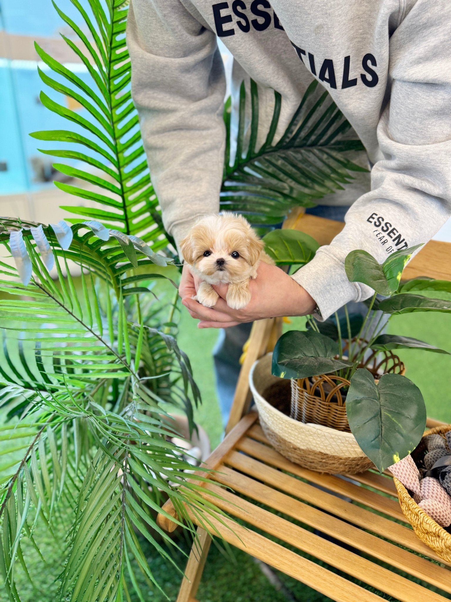 Maltipoo - Dambee(Female) - Beautiful puppy teacup puppy with adorable features available for adoption from Velydog