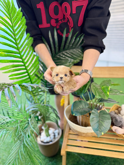 Maltipoo - Dana(Female) - Beautiful puppy teacup puppy with adorable features available for adoption from Velydog