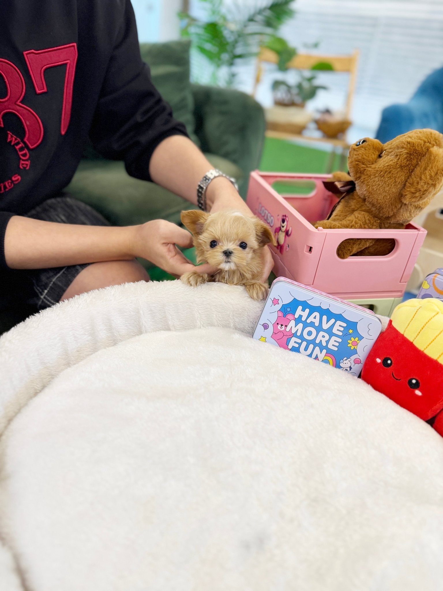 Maltipoo - Dana(Female) - Beautiful puppy teacup puppy with adorable features available for adoption from Velydog