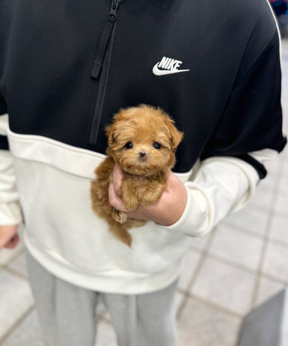 Maltipoo - Dao(Male) - Beautiful puppy teacup puppy with adorable features available for adoption from Velydog