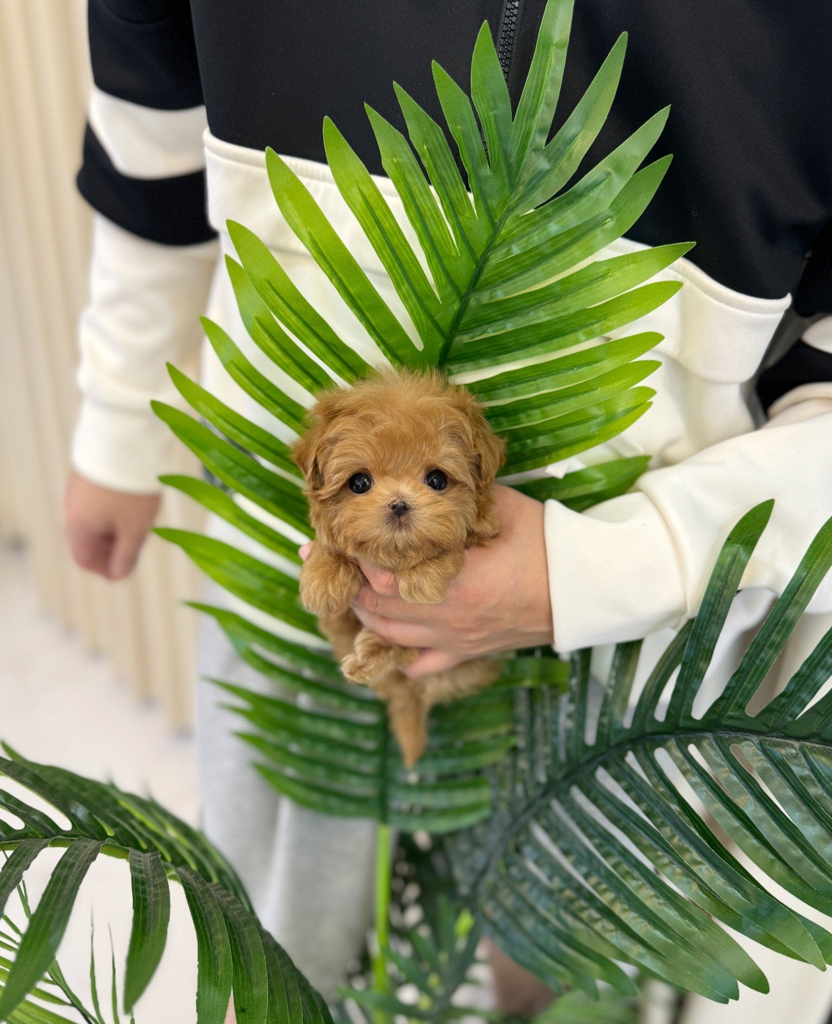 Maltipoo - Dao(Male) - Beautiful puppy teacup puppy with adorable features available for adoption from Velydog