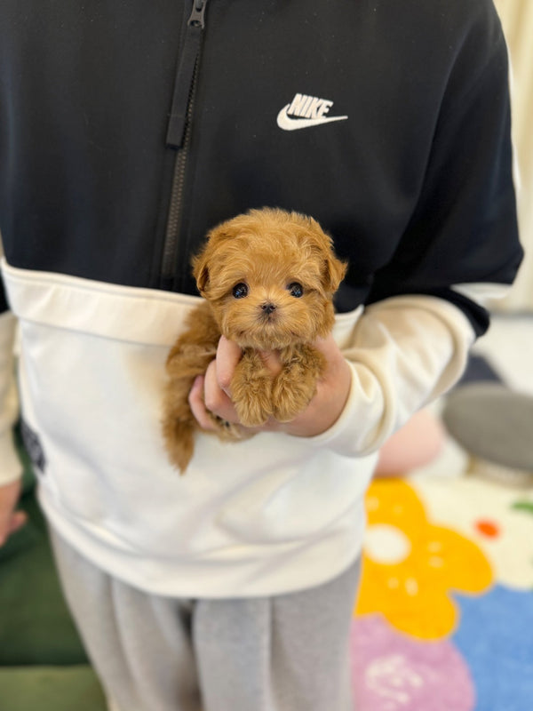Maltipoo - Dao(Male) - Beautiful puppy teacup puppy with adorable features available for adoption from Velydog