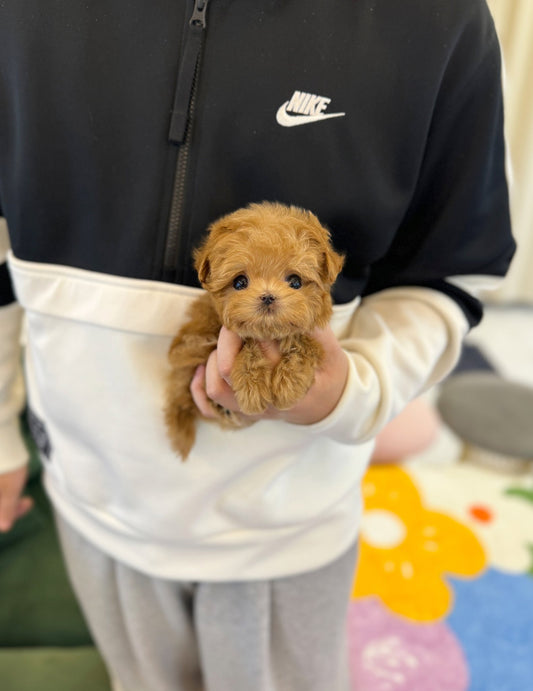 Maltipoo - Dao(Male) - Beautiful puppy teacup puppy with adorable features available for adoption from Velydog