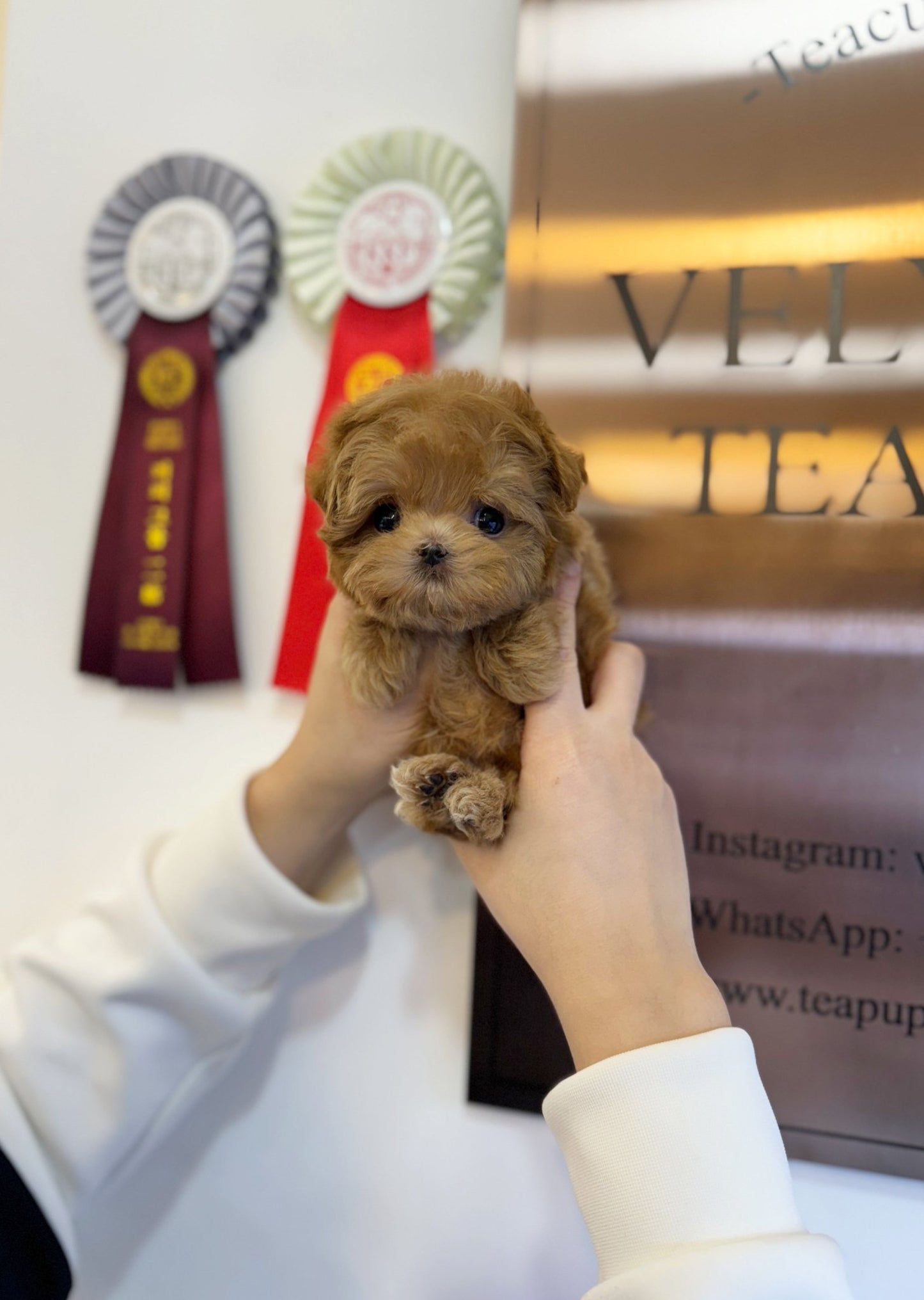 Maltipoo - Dao(Male) - Beautiful puppy teacup puppy with adorable features available for adoption from Velydog