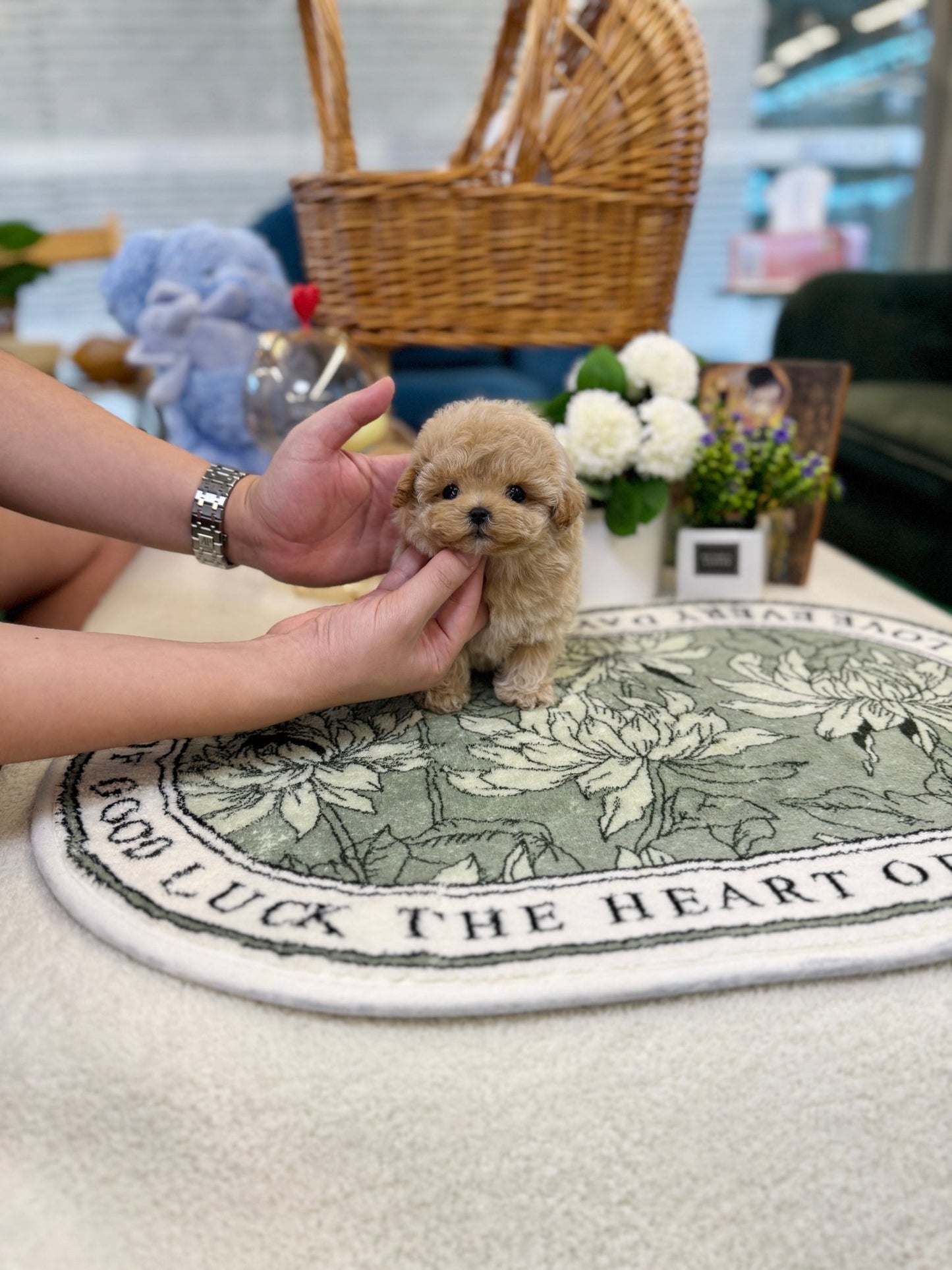 Maltipoo - Daon(Male) - Beautiful puppy teacup puppy with adorable features available for adoption from Velydog