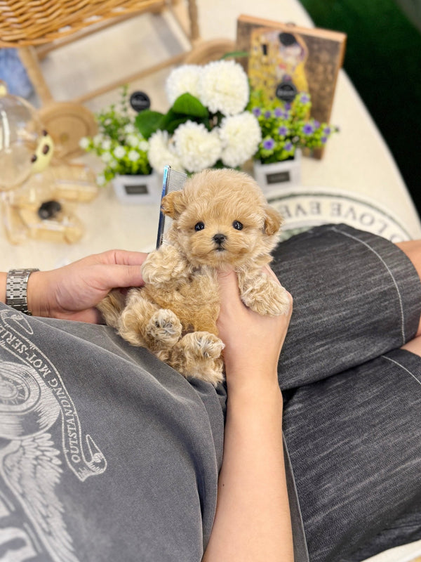 Maltipoo - Daon(Male) - Beautiful puppy teacup puppy with adorable features available for adoption from Velydog